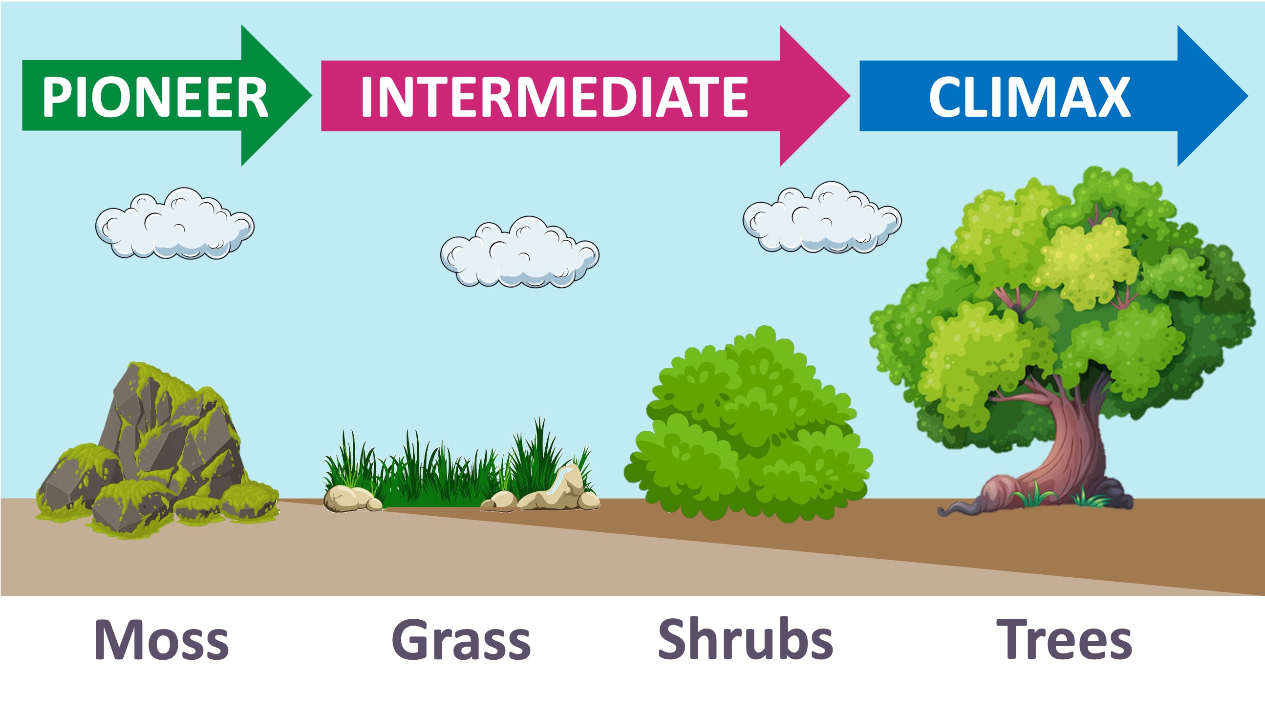Why Are Lupine Important To Primary Succession
